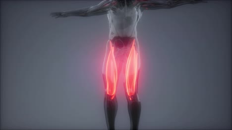 thigh-muscles---Visible-muscle-anatomy-map